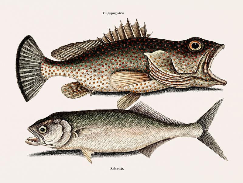 Hind fish (Cugupuguaca Brasil) Skipjack (Saltatrix) from The natural history of Carolina, Florida, and the Bahama Islands (1754) by Mark Catesby (1683-1749). Hind fish (Cugupuguaca Brasil) Skipjack (Saltatrix) from The natural history of Carolina, Florida, and the Bahama Islands…