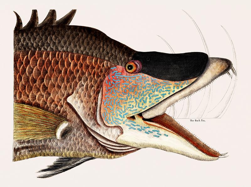 Great Hog-Fish (Suillis) from The natural history of Carolina, Florida, and the Bahama Islands (1754) by Mark Catesby (1683-1749). Great Hog-Fish (Suillis) from The natural history of Carolina, Florida, and the Bahama Islands (1754) by Mark Catesby (1683…