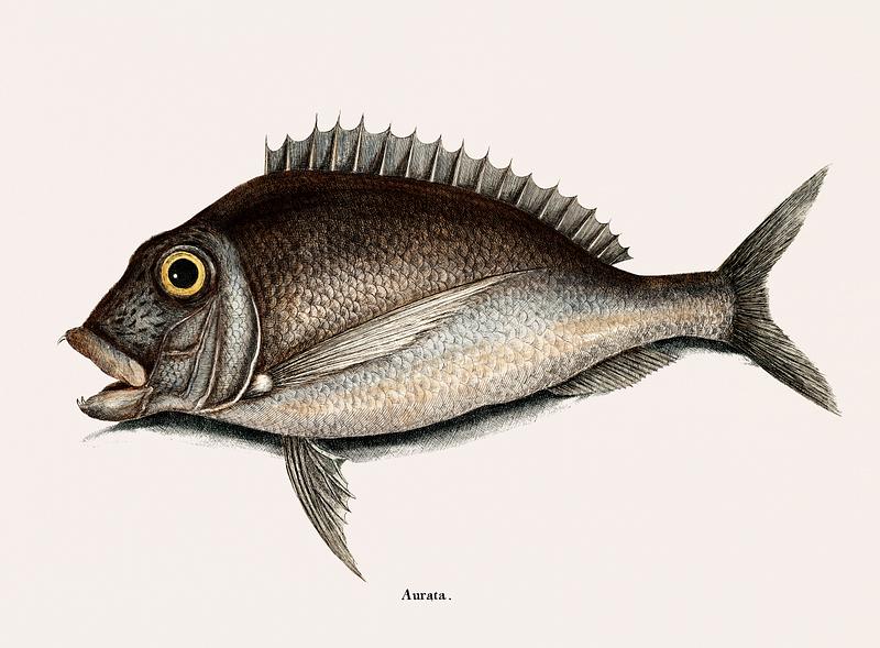 Porgy (Aurata Bahamensis) from The natural history of Carolina, Florida, and the Bahama Islands (1754) by Mark Catesby (1683-1749). Porgy (Aurata Bahamensis) from The natural history of Carolina, Florida, and the Bahama Islands (1754) by Mark Catesby (1683…