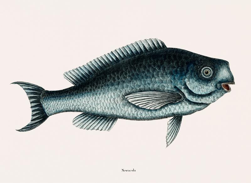 Blue Fish (Novacula Caerulea) from The natural history of Carolina, Florida, and the Bahama Islands (1754) by Mark Catesby (1683-1749). Blue Fish (Novacula Caerulea) from The natural history of Carolina, Florida, and the Bahama Islands (1754) by Mark Catesby…