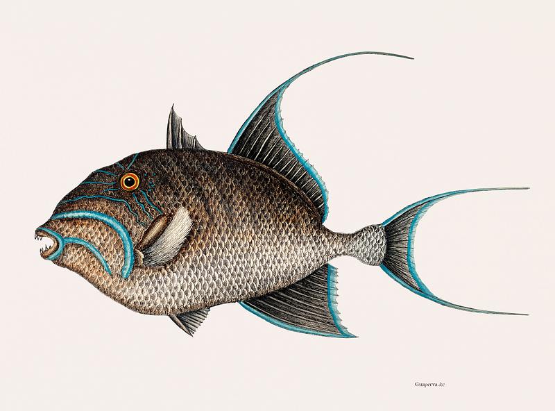 Old Wife Fish (Guaperva Maxima Caudata) from The natural history of Carolina, Florida, and the Bahama Islands (1754) by Mark Catesby (1683-1749). Old Wife Fish (Guaperva Maxima Caudata) from The natural history of Carolina, Florida, and the Bahama Islands (1754) by Mark…