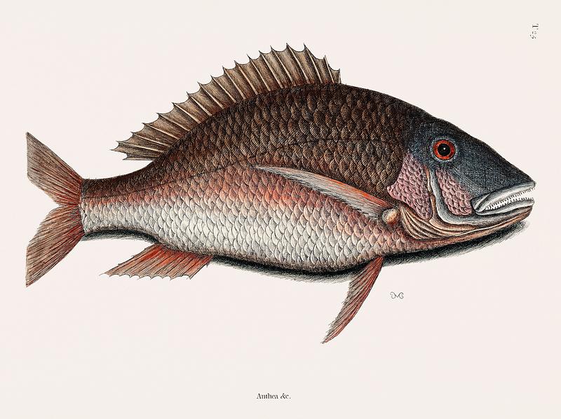 Mutton Fish (Anthea quartus Rondeletii) from The natural history of Carolina, Florida, and the Bahama Islands (1754) by Mark Catesby (1683-1749). Mutton Fish (Anthea quartus Rondeletii) from The natural history of Carolina, Florida, and the Bahama Islands (1754) by Mark…