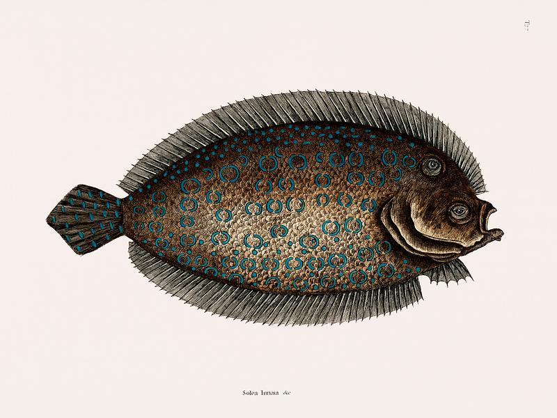 Sole Fish (Solea Lunata) from The natural history of Carolina, Florida, and the Bahama Islands (1754) by Mark Catesby (1683-1749). Sole Fish (Solea Lunata) from The natural history of Carolina, Florida, and the Bahama Islands (1754) by Mark Catesby (1683…