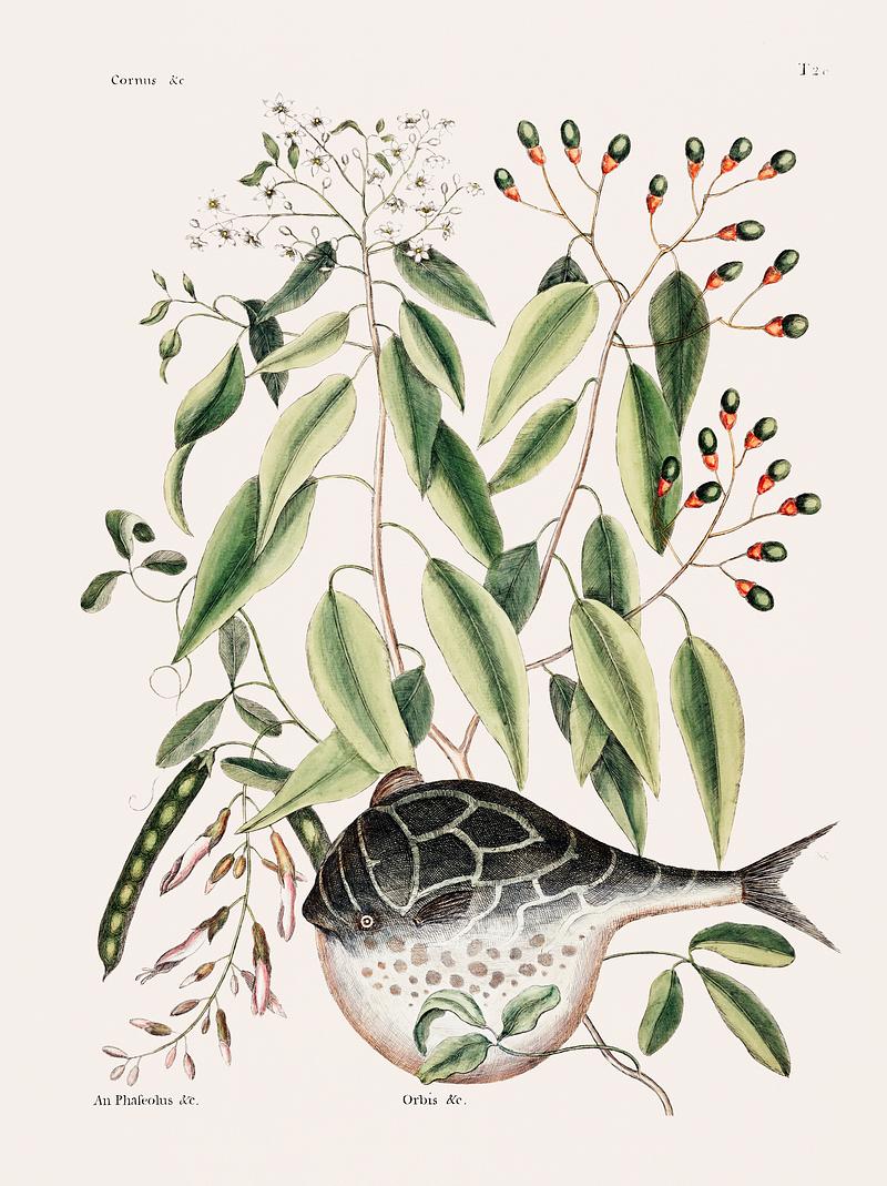 Globe Fish (Orbis Laevis) from The natural history of Carolina, Florida, and the Bahama Islands (1754) by Mark Catesby (1683-1749). Globe Fish (Orbis Laevis) from The natural history of Carolina, Florida, and the Bahama Islands (1754) by Mark Catesby (1683…