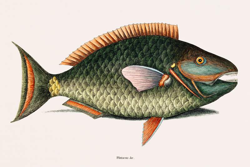 Parrot Fish (Psittacus Piscis Viridis) from The natural history of Carolina, Florida, and the Bahama Islands (1754) by Mark…