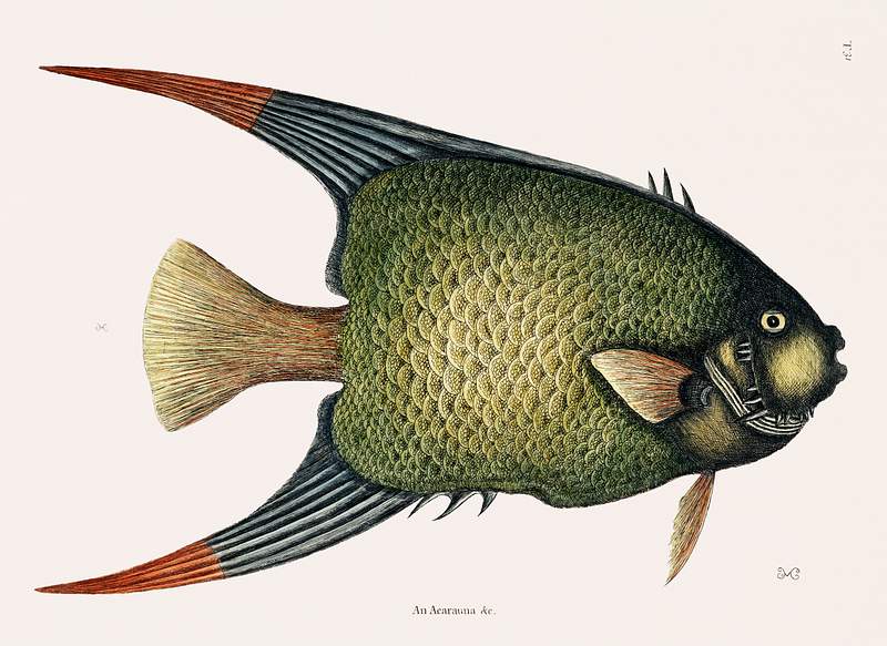 Angel Fish (An Acarauna) from The natural history of Carolina, Florida, and the Bahama Islands (1754) by Mark Catesby (1683…