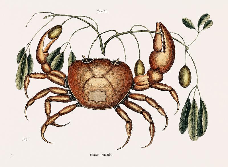 Land crab (Cancer terrestris) from The natural history of Carolina, Florida, and the Bahama Islands (1754) by Mark Catesby (1683-1749). Land crab (Cancer terrestris) from The natural history of Carolina, Florida, and the Bahama Islands (1754) by Mark Catesby…