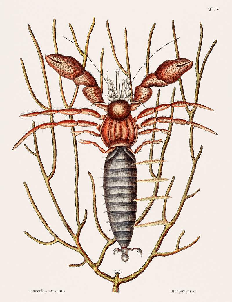 Sea Hermit Crab (Cancellus maximus) from The natural history of Carolina, Florida, and the Bahama Islands (1754) by Mark…