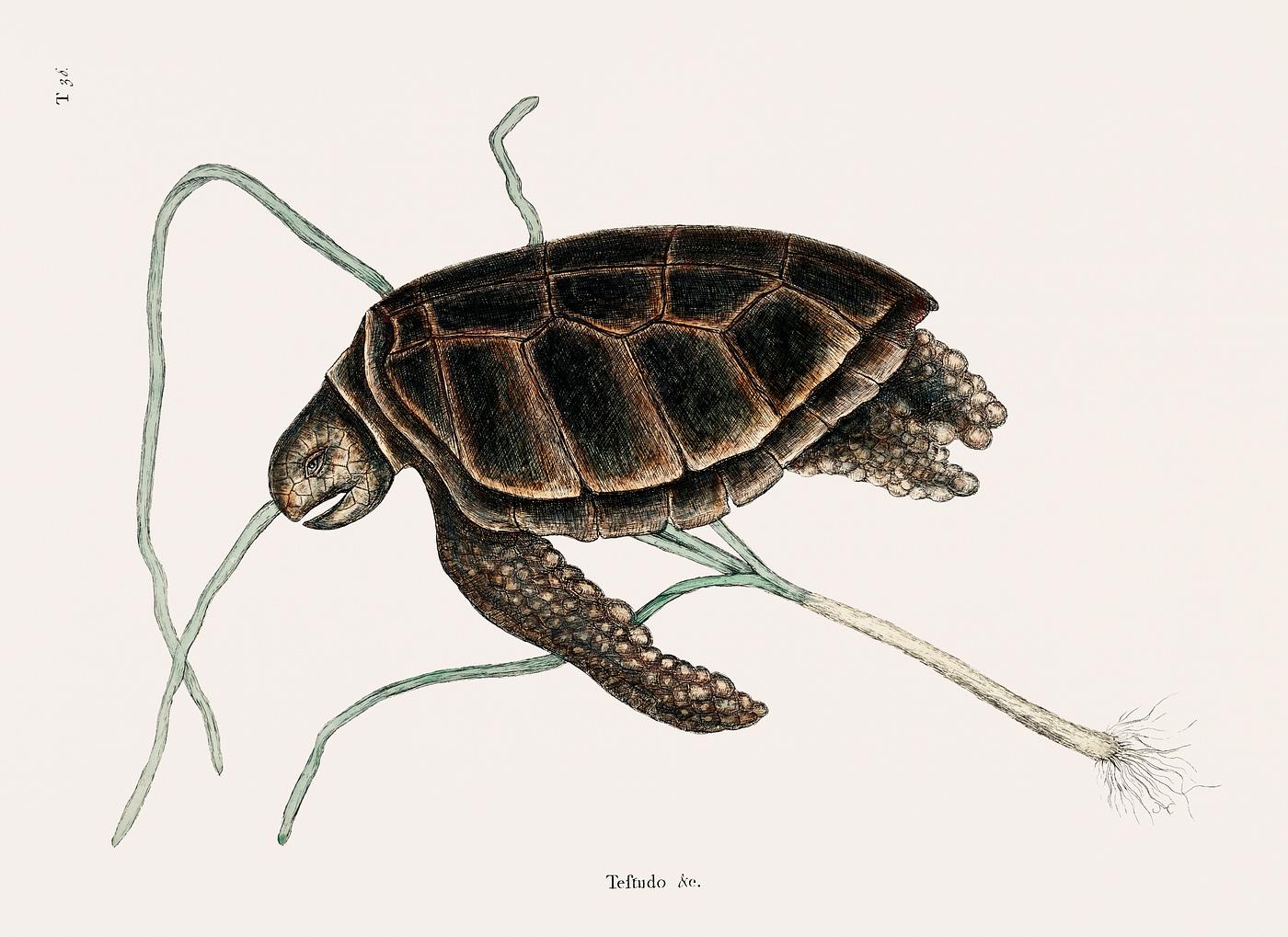 Green Turtle (Testudo marina viridis) from The natural history of Carolina, Florida, and the Bahama Islands (1754) by Mark... Green Turtle (Testudo marina viridis) from The natural history of Carolina, Florida, and the Bahama Islands (1754) by Mark...