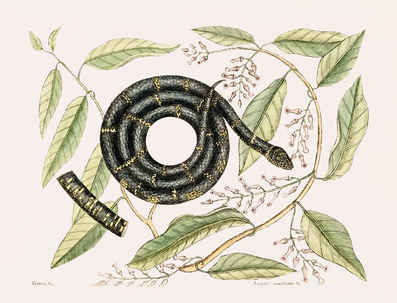 Eastern King Snake (Frutex Anguis Annulatus) from The natural history of Carolina, Florida, and the Bahama Islands (1754) by Mark Catesby (1683-1749). Eastern King Snake (Frutex Anguis Annulatus) from The natural history of Carolina, Florida, and the Bahama Islands (1754) by…