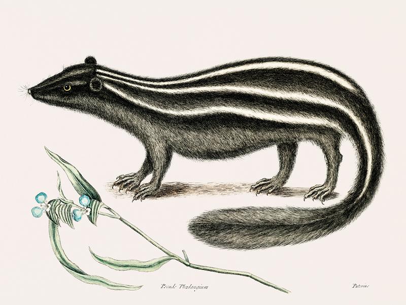 Polecat (Pseudo-Phalangium ramosum) from The natural history of Carolina, Florida, and the Bahama Islands (1754) by Mark Catesby (1683-1749). Polecat (Pseudo-Phalangium ramosum) from The natural history of Carolina, Florida, and the Bahama Islands (1754) by Mark…