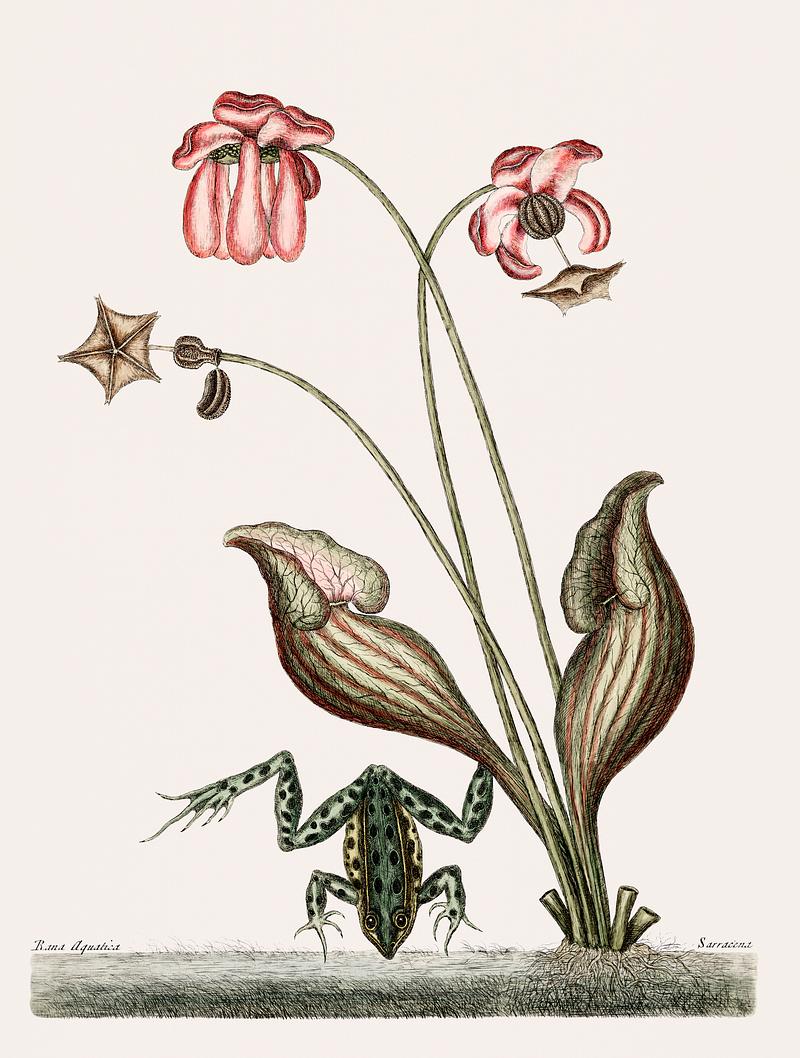 Water Frog (Rana Aquatica) from The natural history of Carolina, Florida, and the Bahama Islands (1754) by Mark Catesby (1683-1749). Water Frog (Rana Aquatica) from The natural history of Carolina, Florida, and the Bahama Islands (1754) by Mark Catesby (1683…