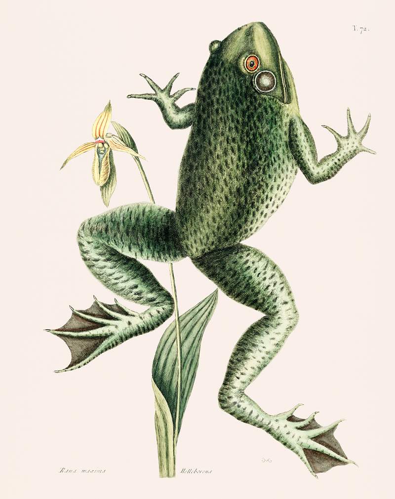 Bull Frog (Rana maxima) from The natural history of Carolina, Florida, and the Bahama Islands (1754) by Mark Catesby (1683…