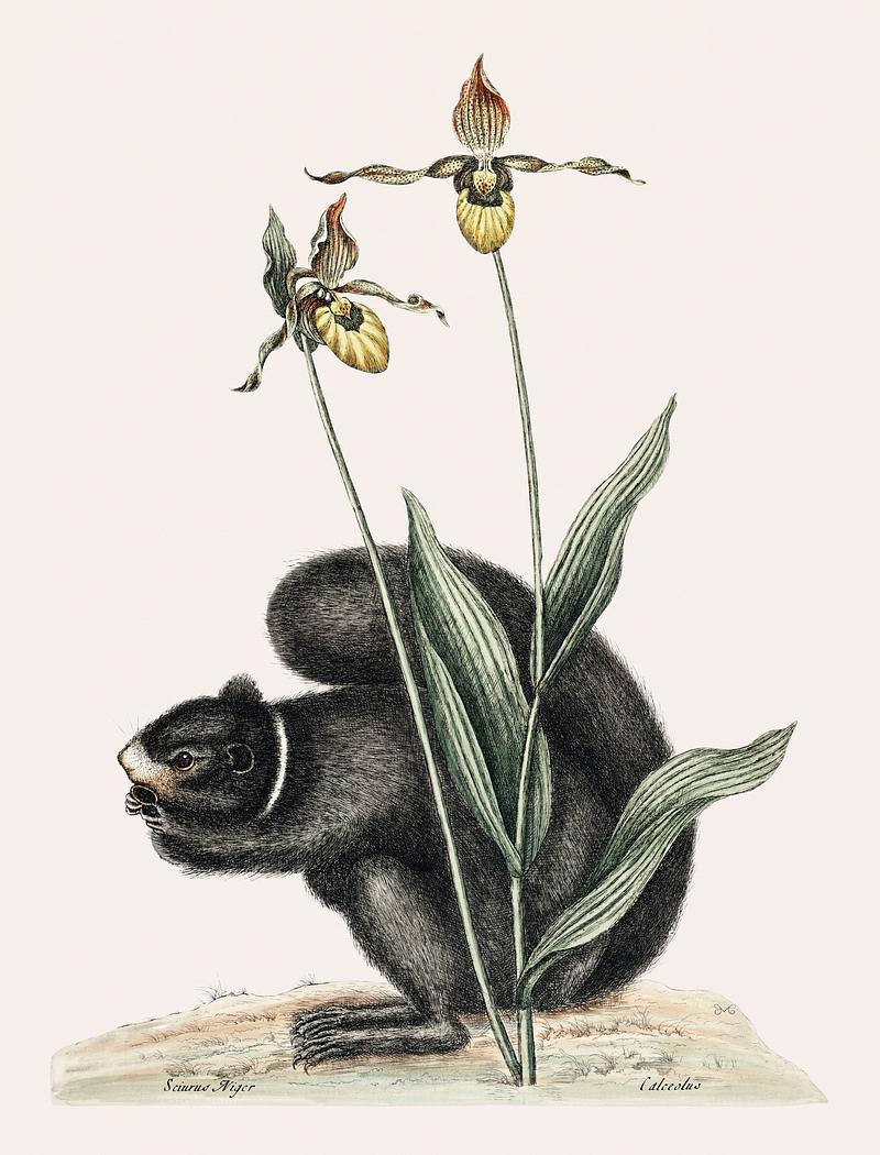 Black-Squirrel (Sciurus Niger) from The natural history of Carolina, Florida, and the Bahama Islands (1754) by Mark Catesby (1683-1749). Black-Squirrel (Sciurus Niger) from The natural history of Carolina, Florida, and the Bahama Islands (1754) by Mark Catesby…
