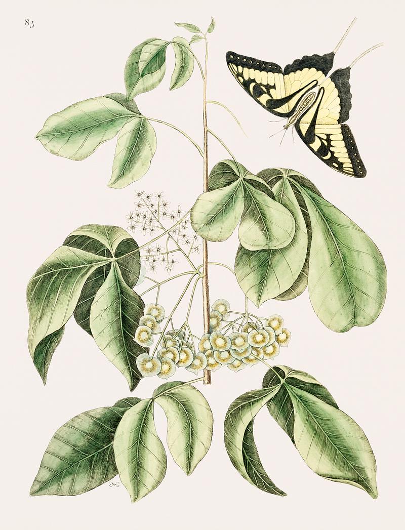 Swallowtail (Papilio caudatus) from The natural history of Carolina, Florida, and the Bahama Islands (1754) by Mark Catesby (1683-1749). Swallowtail (Papilio caudatus) from The natural history of Carolina, Florida, and the Bahama Islands (1754) by Mark Catesby…