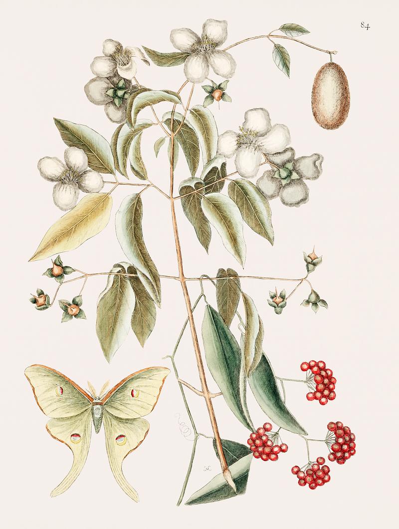 Four-eye'd Night Butterfly (Phalæna plumata caudata) from The natural history of Carolina, Florida, and the Bahama Islands (1754) by Mark Catesby (1683-1749). Four-eye'd Night Butterfly (Phalæna plumata caudata) from The natural history of Carolina, Florida, and the Bahama…