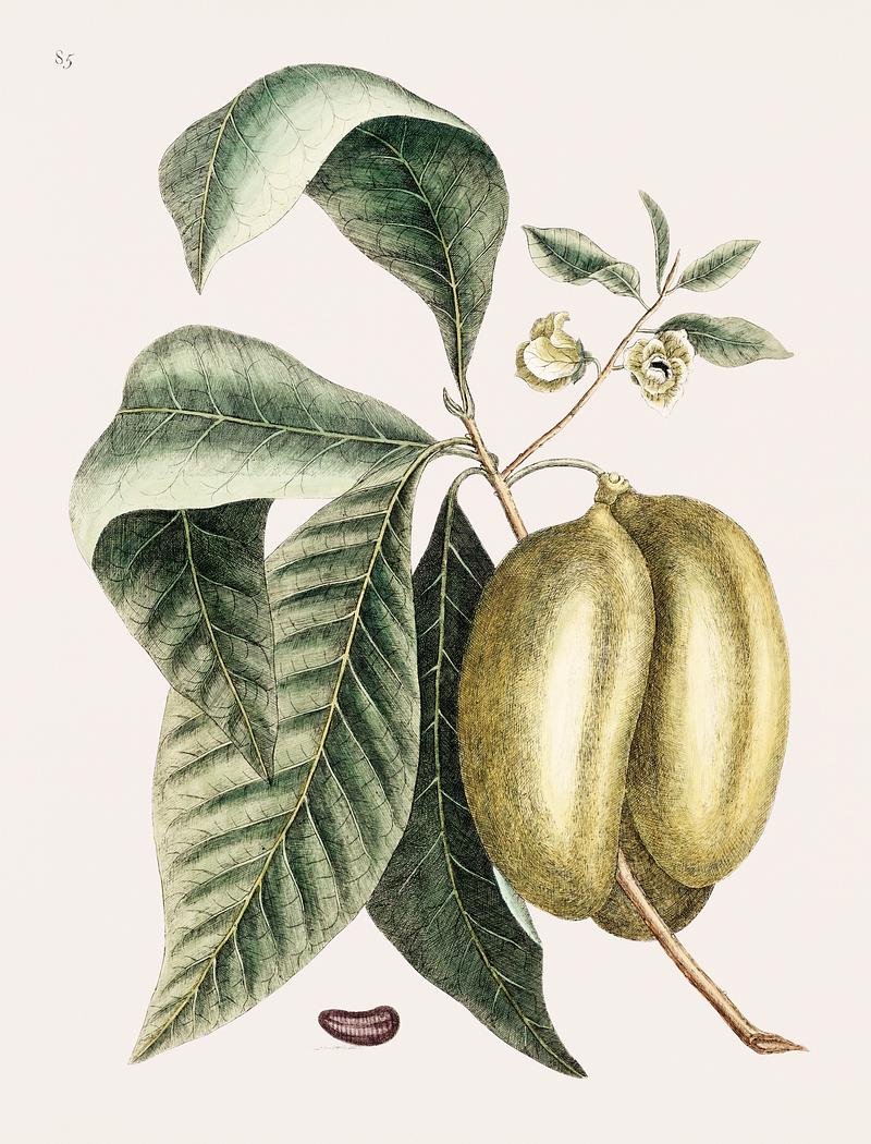 Pawpaw (Annona Triloba) from The natural history of Carolina, Florida, and the Bahama Islands (1754) by Mark Catesby (1683-1749). Pawpaw (Annona Triloba) from The natural history of Carolina, Florida, and the Bahama Islands (1754) by Mark Catesby (1683…