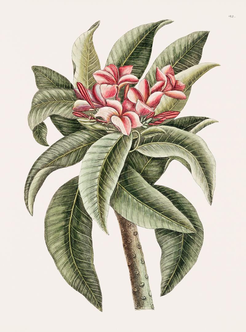 Plumeria from The natural history of Carolina, Florida, and the Bahama Islands (1754) by Mark Catesby (1683-1749). Plumeria from The natural history of Carolina, Florida, and the Bahama Islands (1754) by Mark Catesby (1683-1749).