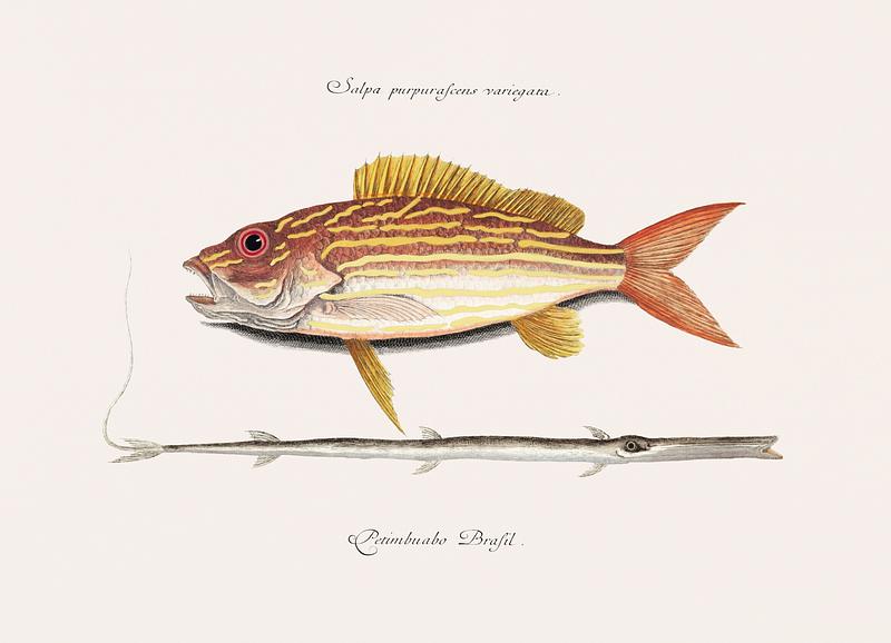 Lane-snapper (Salpa purpurascens variegata) Tobaccopipe-Fish (Petimbuabo Brasil) from The natural history of Carolina, Florida, and the Bahama Islands (1754) by Mark Catesby (1683-1749). Lane-snapper (Salpa purpurascens variegata) Tobaccopipe-Fish (Petimbuabo Brasil) from The natural history of Carolina…