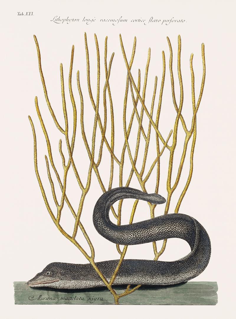 Black Murrey (Muraena Maculata Nigra) from The natural history of Carolina, Florida, and the Bahama Islands (1754) by Mark Catesby (1683-1749). Black Murrey (Muraena Maculata Nigra) from The natural history of Carolina, Florida, and the Bahama Islands (1754) by Mark…