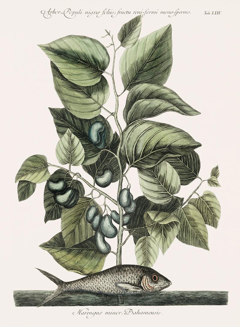 Pilchard (Harengus) from The natural history of Carolina, Florida, and the Bahama Islands (1754) by Mark Catesby (1683-1749). Pilchard (Harengus) from The natural history of Carolina, Florida, and the Bahama Islands (1754) by Mark Catesby (1683-1749).
