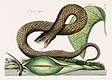 Brown Viper (Vipera Fusca) from The natural history of Carolina, Florida, and the Bahama Islands (1754) by <a href="https://www.rawpixel.com/search/Mark%20Catesby?&amp;page=1">Mark Catesby</a> (1683-1749). Original from Biodiversity Heritage Library. Digitally enhanced by rawpixel.