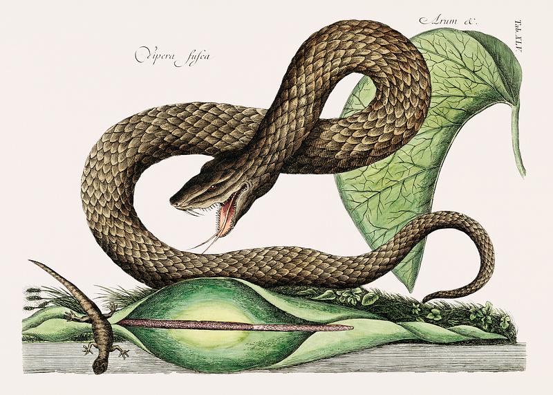 Brown Viper (Vipera Fusca) from The natural history of Carolina, Florida, and the Bahama Islands (1754) by Mark Catesby (1683-1749). Brown Viper (Vipera Fusca) from The natural history of Carolina, Florida, and the Bahama Islands (1754) by Mark Catesby (1683…
