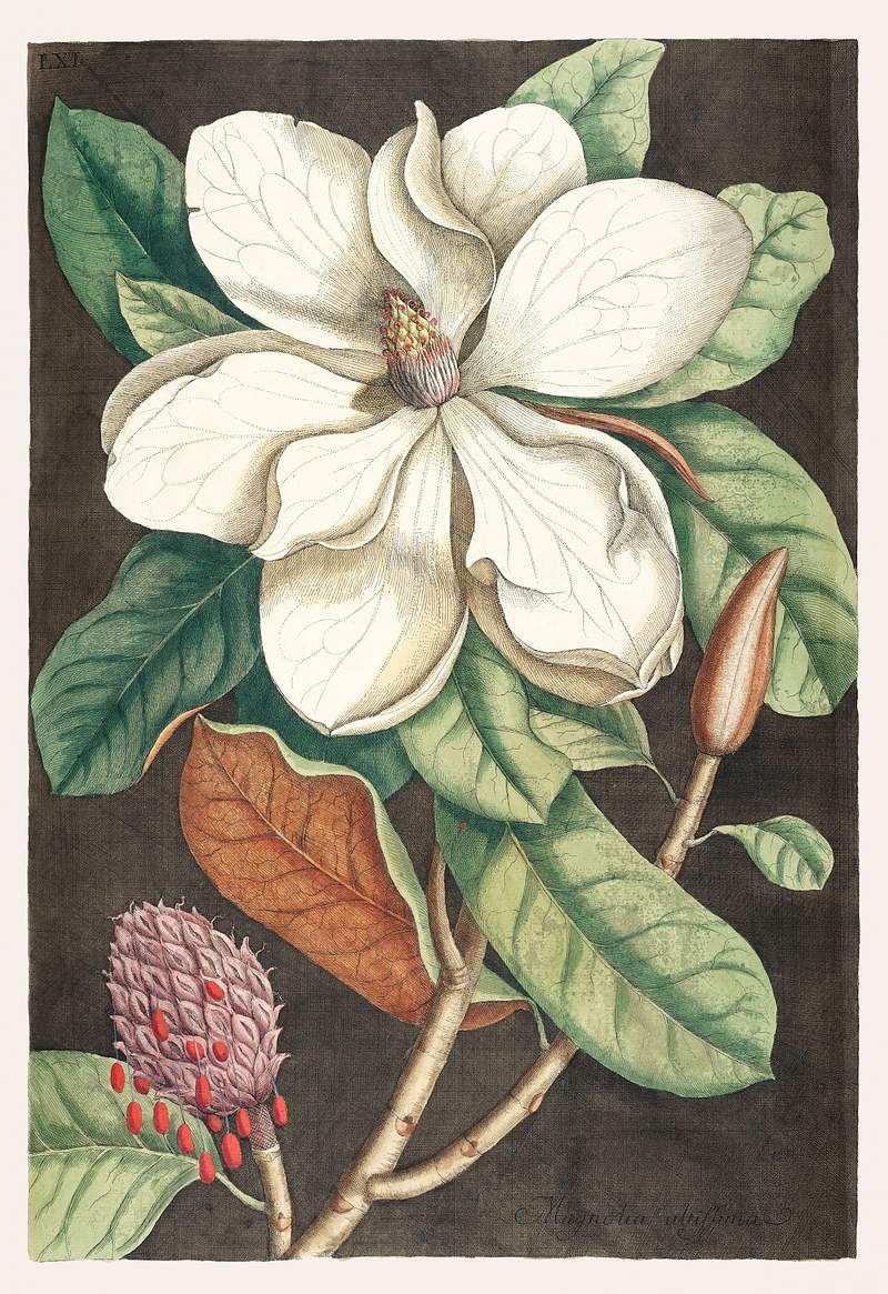 Laurel Tree (Magnolia altissima) from The natural history of Carolina, Florida, and the Bahama Islands (1754) by Mark Catesby…