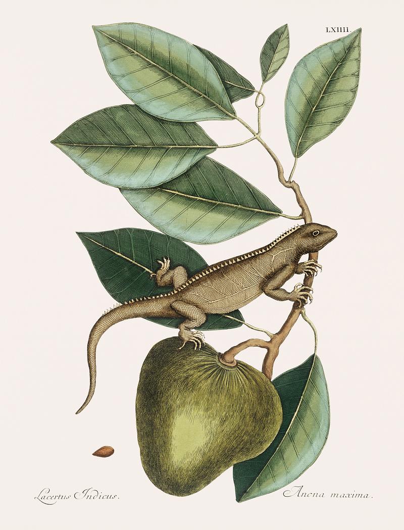 Guana (Lacertus Indicus) from The natural history of Carolina, Florida, and the Bahama Islands (1754) by Mark Catesby (1683-1749). Guana (Lacertus Indicus) from The natural history of Carolina, Florida, and the Bahama Islands (1754) by Mark Catesby (1683…