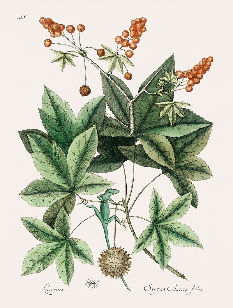 Green Lizard (Lacertus viridis Carolinensis) from The natural history of Carolina, Florida, and the Bahama Islands (1754) by Mark Catesby (1683-1749). Green Lizard (Lacertus viridis Carolinensis) from The natural history of Carolina, Florida, and the Bahama Islands (1754) by…
