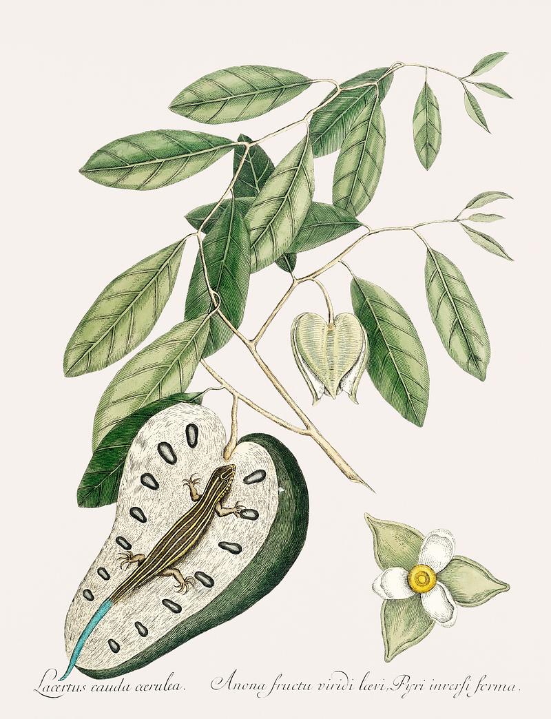 Blue Tail Lizard (Lacertus cauda cærulea) from The natural history of Carolina, Florida, and the Bahama Islands (1754) by Mark Catesby (1683-1749). Blue Tail Lizard (Lacertus cauda cærulea) from The natural history of Carolina, Florida, and the Bahama Islands (1754)…
