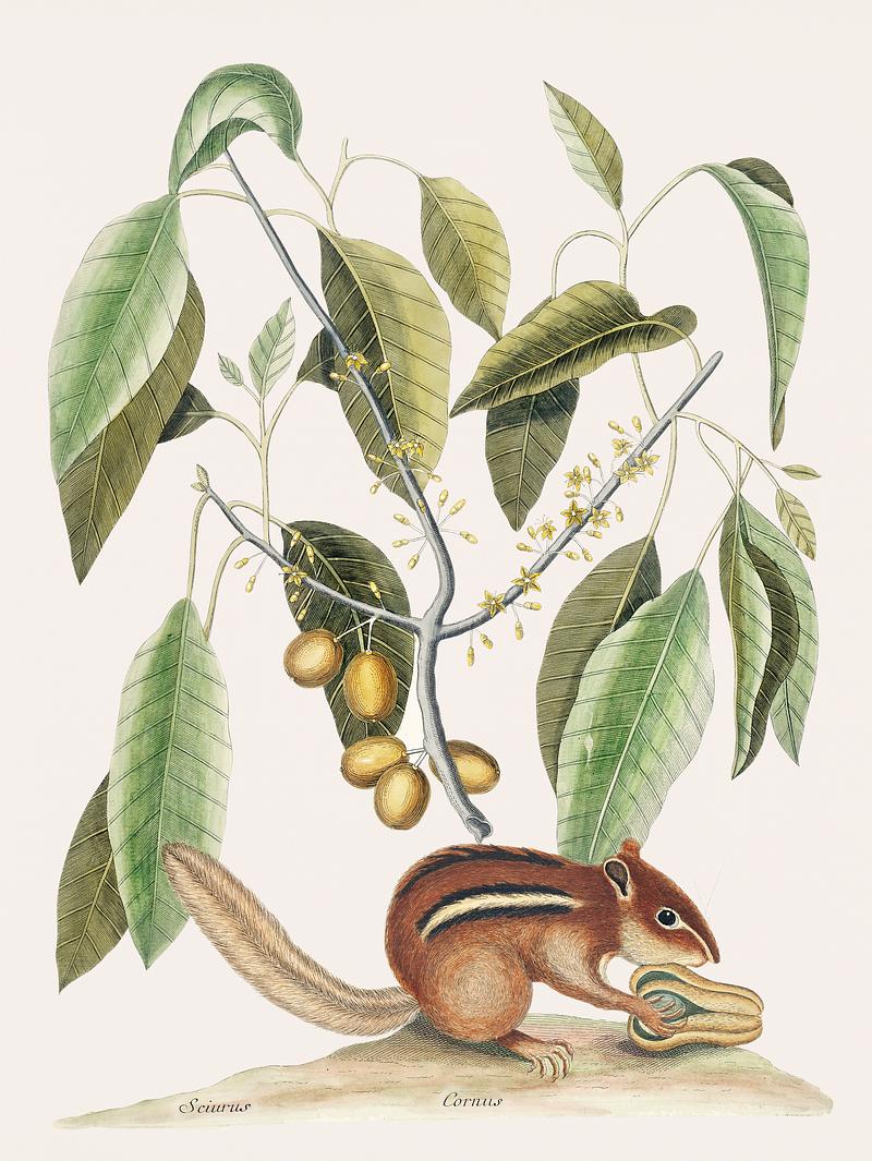 Ground Squirrel (Sciurus) from The natural history of Carolina, Florida, and the Bahama Islands (1754) by Mark Catesby (1683-1749). Ground Squirrel (Sciurus) from The natural history of Carolina, Florida, and the Bahama Islands (1754) by Mark Catesby (1683…