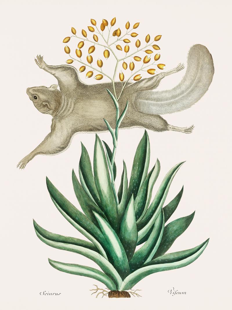 Flying Squirrel (Sciurus) from The natural history of Carolina, Florida, and the Bahama Islands (1754) by Mark Catesby (1683-1749). Flying Squirrel (Sciurus) from The natural history of Carolina, Florida, and the Bahama Islands (1754) by Mark Catesby (1683…