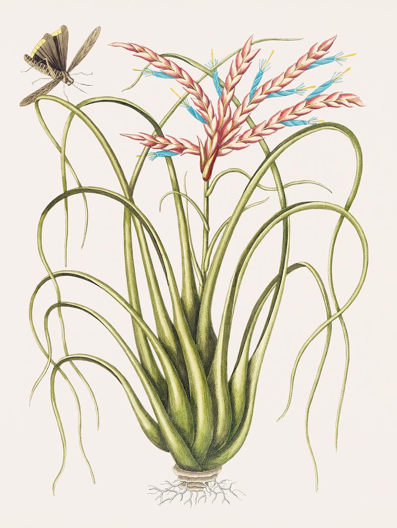 Wild Pine (Locusta Caroliniana) from The natural history of Carolina, Florida, and the Bahama Islands (1754) by Mark Catesby (1683-1749). Wild Pine (Locusta Caroliniana) from The natural history of Carolina, Florida, and the Bahama Islands (1754) by Mark Catesby…