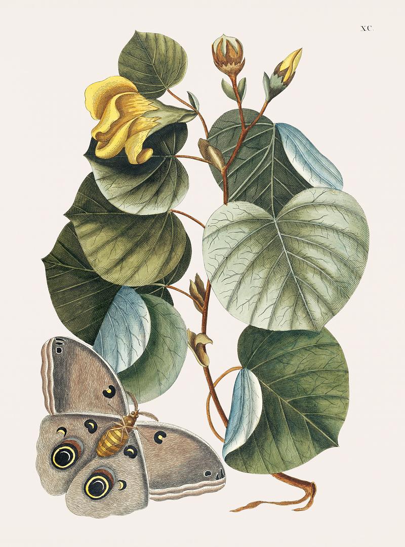 Vintage illustration of Mano Tree (Ketmia) Vintage illustration of Mano Tree (Ketmia)