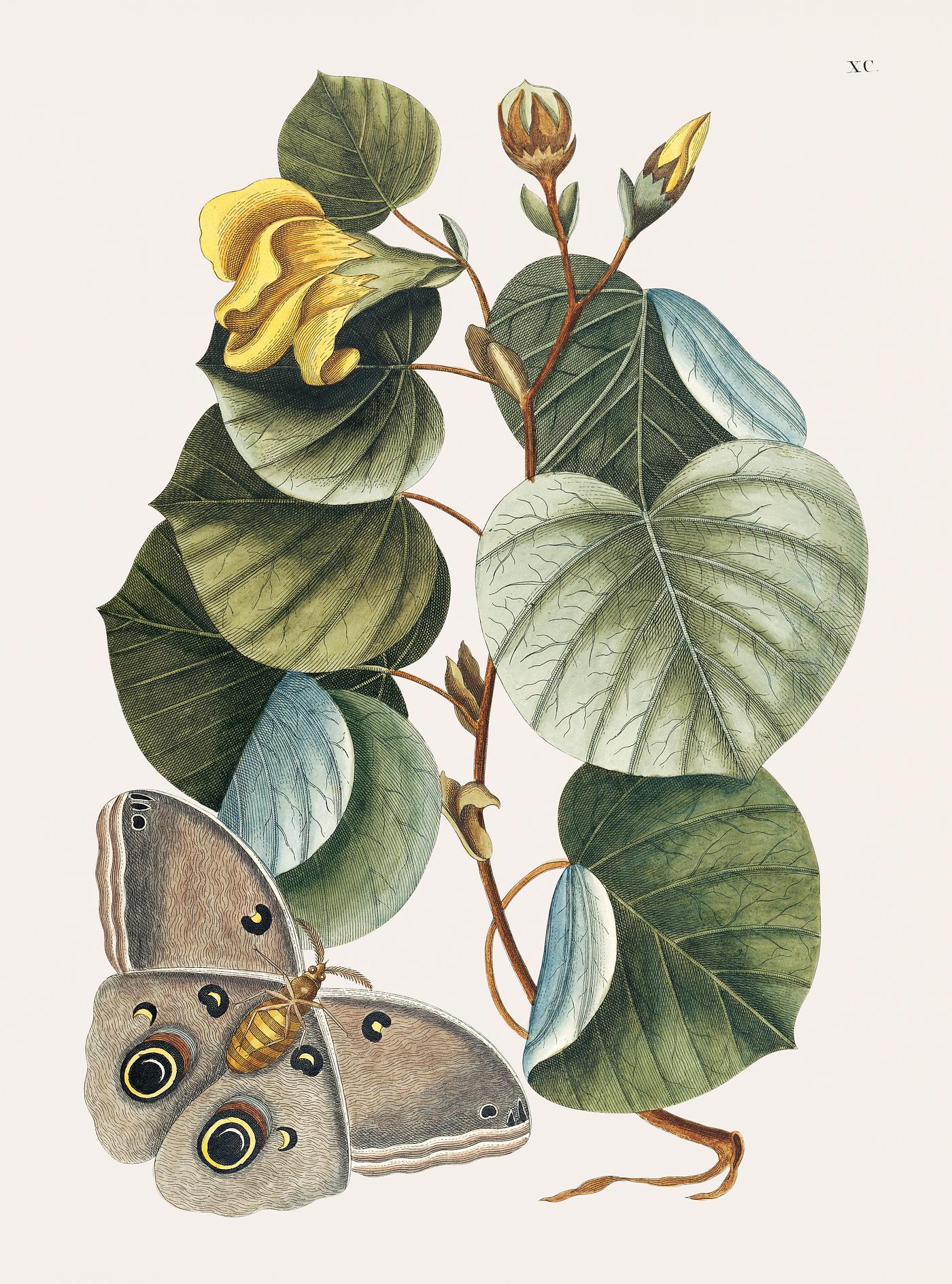 Mano Tree (Ketmia) from The natural history of Carolina, Florida, and the Bahama Islands (1754) by Mark Catesby (1683-1749... Mano Tree (Ketmia) from The natural history of Carolina, Florida, and the Bahama Islands (1754) by Mark Catesby (1683-1749...