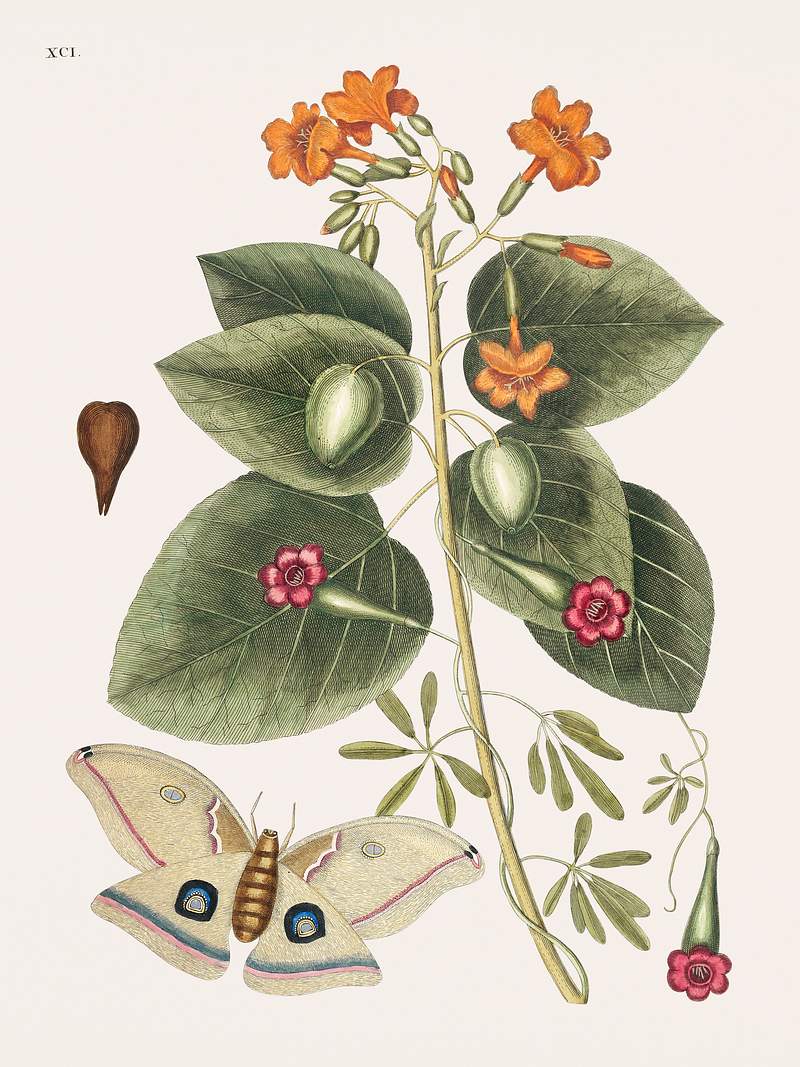Great Moth (Phalæna ingens) from The natural history of Carolina, Florida, and the Bahama Islands (1754) by Mark…
