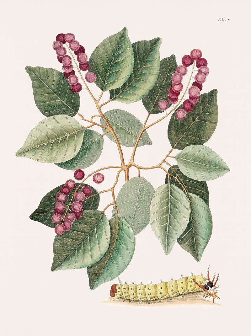 Pigeon-Plum (Cerasus) and Great horned Caterpillar (Eruca maxima cornuta) from The natural history of Carolina, Florida, and the Bahama Islands (1754) by Mark Catesby (1683-1749). Pigeon-Plum (Cerasus) and Great horned Caterpillar (Eruca maxima cornuta) from The natural history of Carolina, Florida, and…