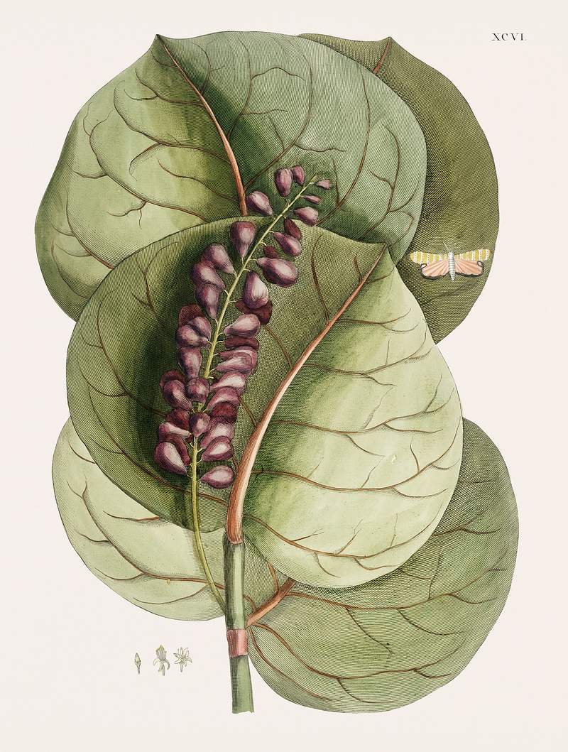 Mangrove Grape-Tree (Prunus maritima racemosa) and Great horned butterfly (Eruca maxima cornuta) from The natural history of…