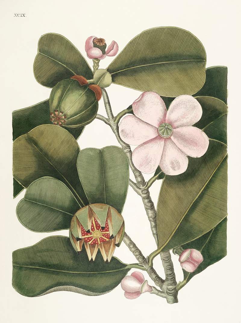 Balsam Tree (Cenchramidea Arbor) from The natural history of Carolina, Florida, and the Bahama Islands (1754) by Mark Catesby…