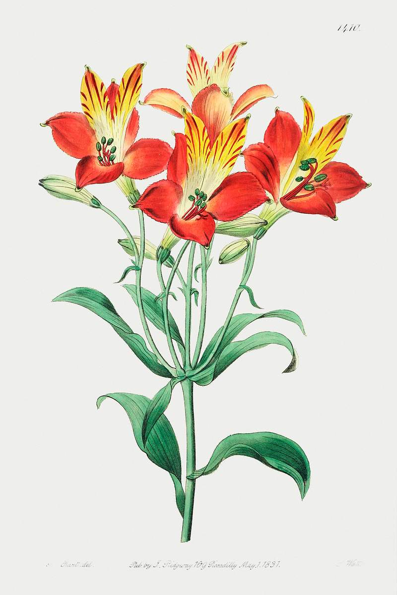 red speckled-flowered Alstromeria from Edwards’s Botanical Register (1829—1847) by Sydenham Edwards, John…