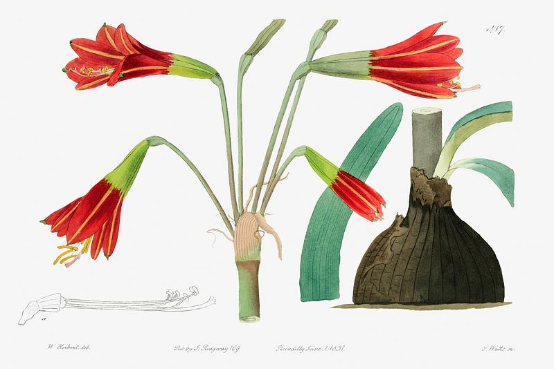 Habranthus flower poster Habranthus phycelloides from Edwards’s Botanical Register (1829—1847) by Sydenham Edwards, John Lindley, and…