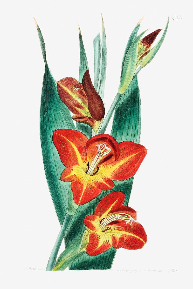 The parrot gladiole from Edwards’s Botanical Register (1829—1847) by Sydenham Edwards, John Lindley, and James…