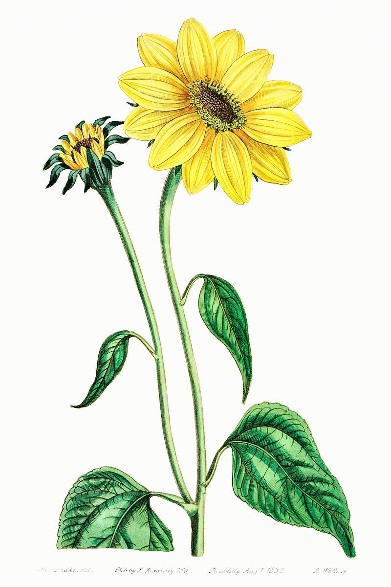 Trumpet stalked sunflower from Edwards’s Botanical Register (1829—1847) by Sydenham Edwards, John Lindley, and…