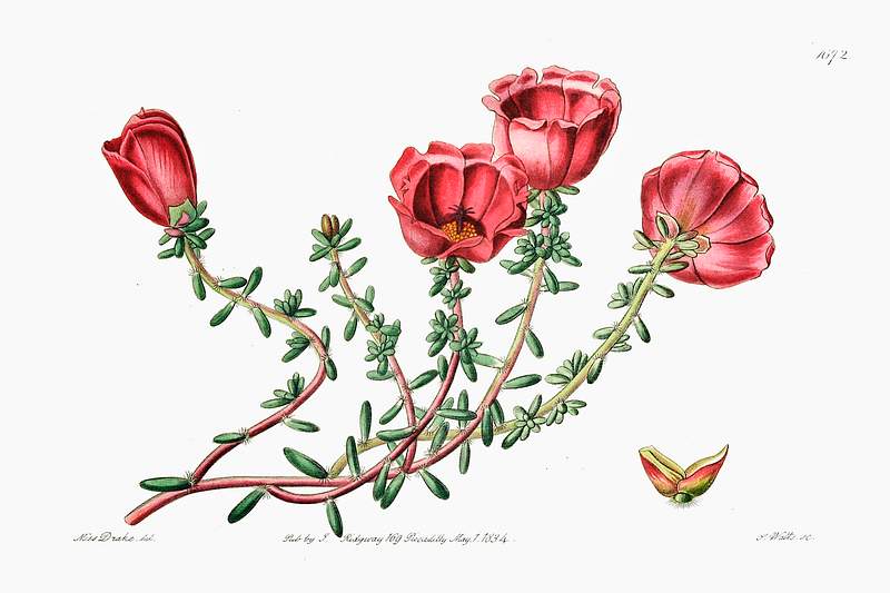 Dr. Gillies' purslane from Edwards’s Botanical Register (1829—1847) by Sydenham Edwards, John Lindley, and James…