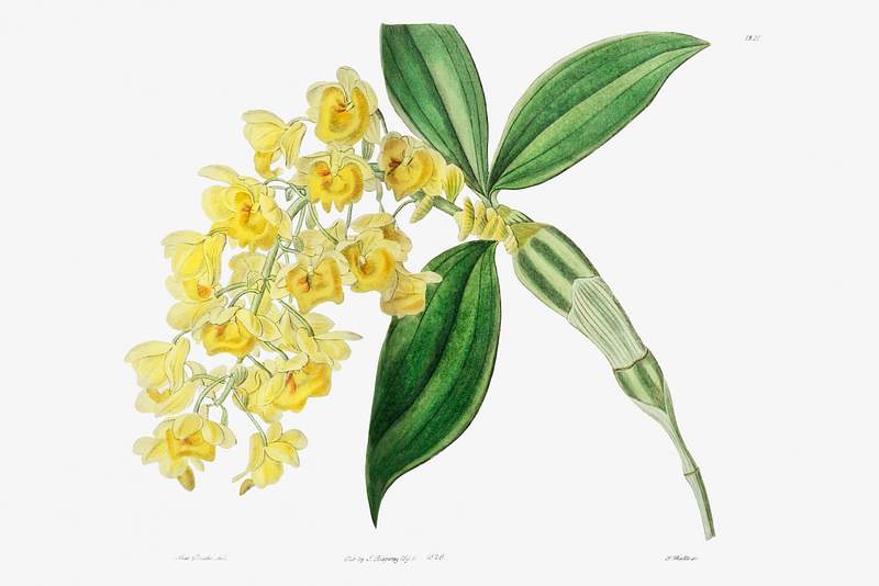 Dense flowered dendrobiumfrom Edwards’s Botanical Register (1829—1847) by Sydenham Edwards, John Lindley, and…