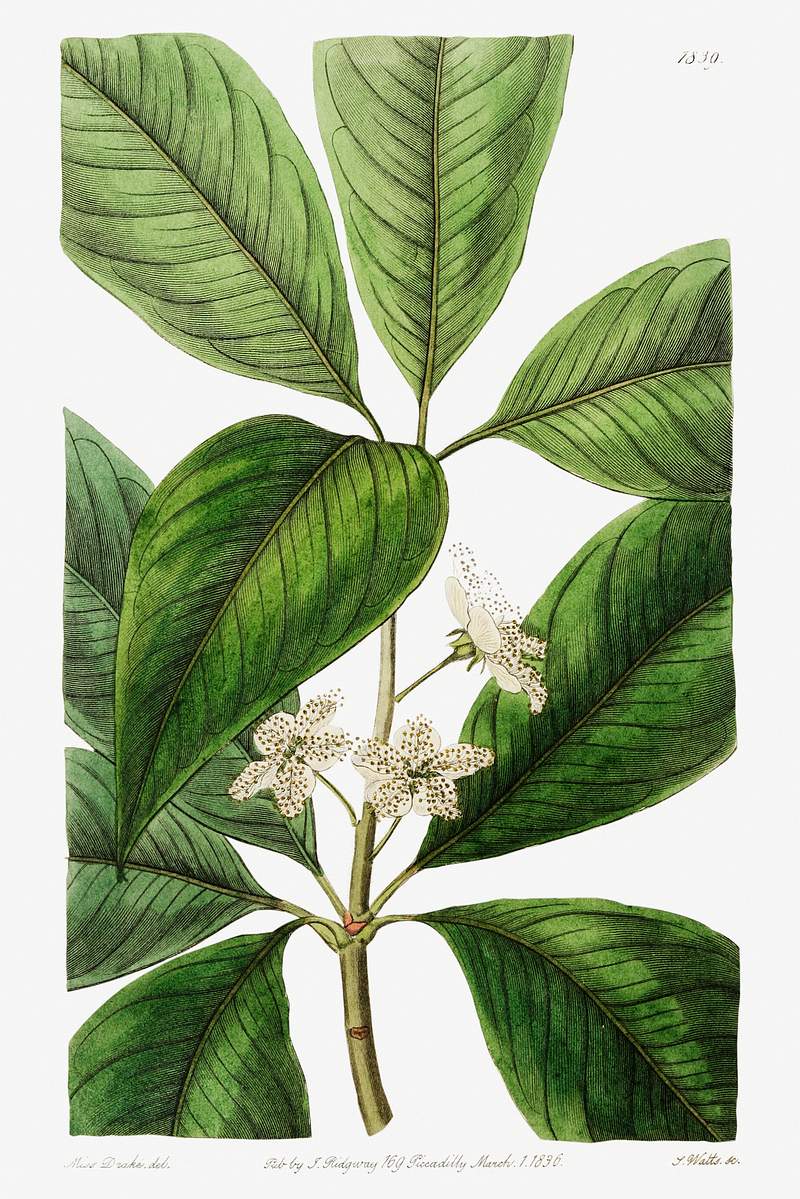 Large-leaved tristania from Edwards’s Botanical Register (1829—1847) by Sydenham Edwards, John Lindley, and James…