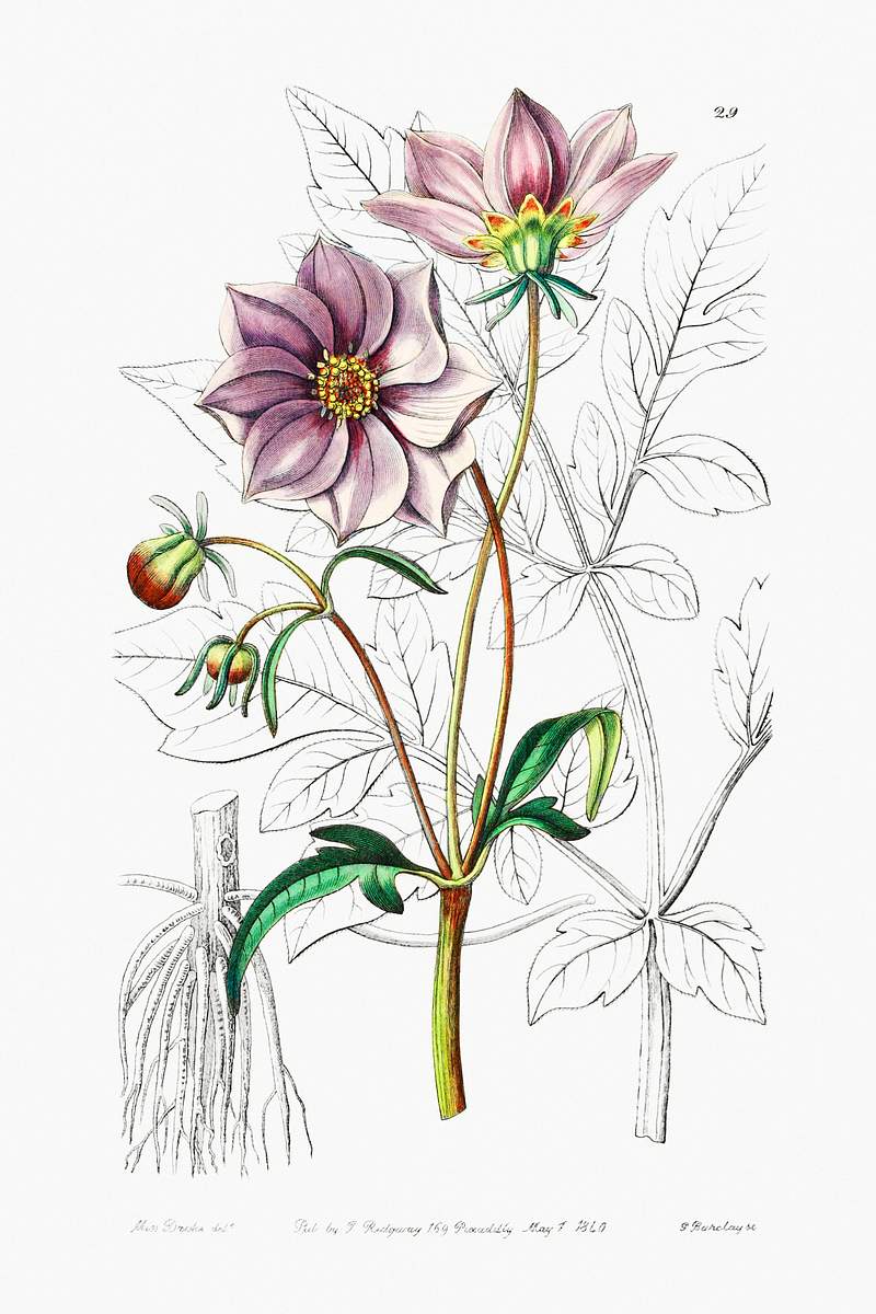 Smooth dwarf dahlia from Edwards’s Botanical Register (1829—1847) by Sydenham Edwards, John Lindley, and James…