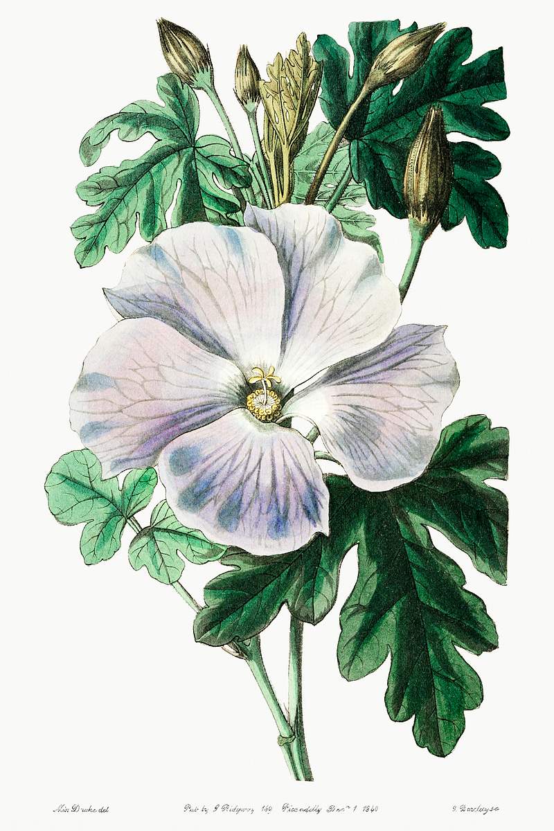 Mrs. Wray's hibiscus from Edwards’s Botanical Register (1829—1847) by Sydenham Edwards, John Lindley, and James…