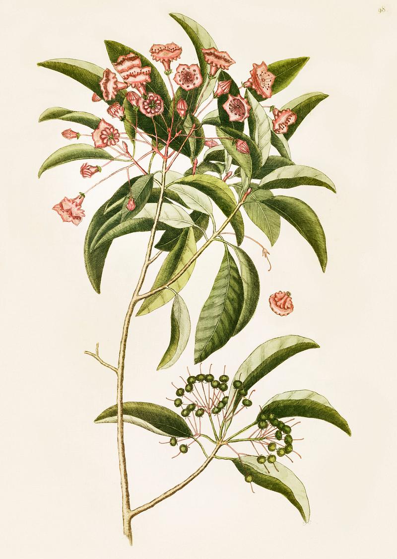 Mountain Laurel (Chamaedaphne foliis) from The Natural History of Carolina, Florida, and the Bahama Islands (1754) by Mark Catesby (1683-1749). Mountain Laurel (Chamaedaphne foliis) from The Natural History of Carolina, Florida, and the Bahama Islands (1754) by Mark…